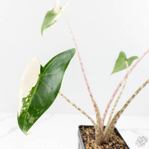 Alocasia Zebrina 'Siberian Tiger' Albo Variegated (wk29-H)