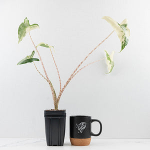 Alocasia Zebrina 'Siberian Tiger' Albo Variegated - Corming Size (wk33-U15)