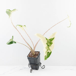 Alocasia Zebrina 'Siberian Tiger' Albo Variegated - Corming Size (wk33-U15)