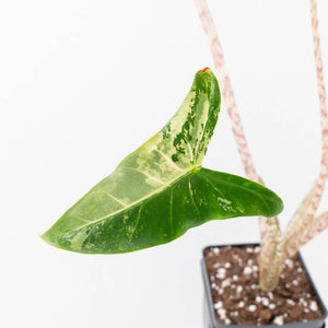 Alocasia Zebrina 'Siberian Tiger' Albo Variegated - Corming Size (wk33-U15)