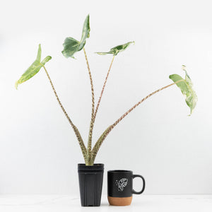 Alocasia Zebrina 'Siberian Tiger' Albo Variegated (wk33-U16)