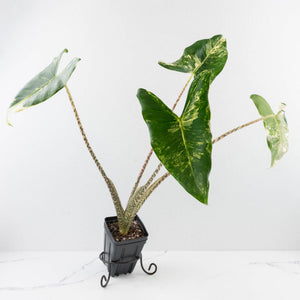 Alocasia Zebrina 'Siberian Tiger' Albo Variegated (wk33-U16)