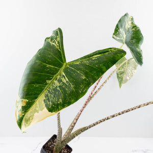 Alocasia Zebrina 'Siberian Tiger' Albo Variegated (wk33-U16)