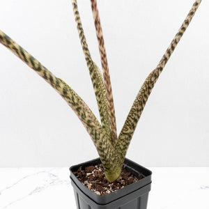 Alocasia Zebrina 'Siberian Tiger' Albo Variegated (wk33-U16)