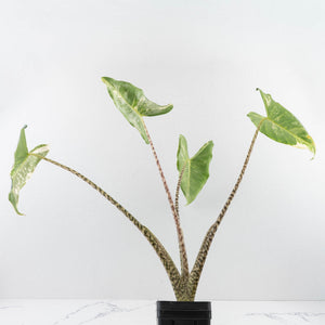 Alocasia Zebrina 'Siberian Tiger' Albo Variegated (wk33-U16)