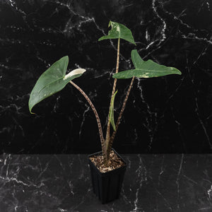 Alocasia Zebrina 'Siberian Tiger' Albo Variegated (wk43-U56)