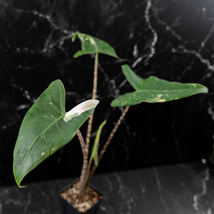 Alocasia Zebrina 'Siberian Tiger' Albo Variegated (wk43-U56)
