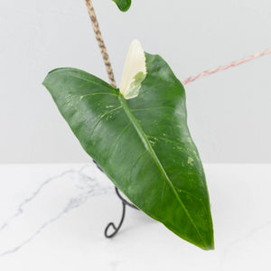 Alocasia Zebrina 'Siberian Tiger' Albo Variegated (wk36-U56)