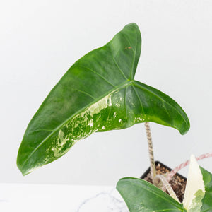Alocasia Zebrina 'Siberian Tiger' Albo Variegated (wk36-U56)