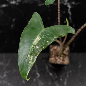 Alocasia Zebrina 'Siberian Tiger' Albo Variegated (wk43-U56)