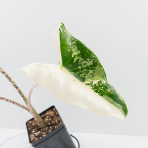 Alocasia Zebrina 'Siberian Tiger' Albo Variegated (wk36-U56)