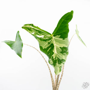 Alocasia Zebrina 'Siberian Tiger' Albo Variegated (wk20-UK) *Corming Size*