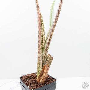 Alocasia Zebrina 'Siberian Tiger' Albo Variegated (wk21-UO) *Corming Size*