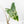 Alocasia Zebrina 'Siberian Tiger' Albo Variegated (wk21-UO) *Corming Size*