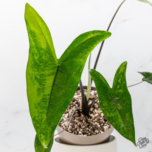 Alocasia 'Zebrina' Black Stem Variegated (wk51-UL) *Corming Size*