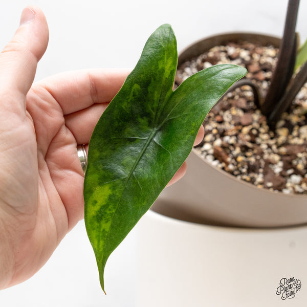 Alocasia 'Zebrina' Black Stem Variegated (wk51-UL) *Corming Size*