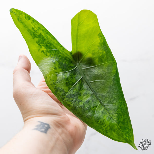 Alocasia 'Zebrina' Black Stem Variegated (wk51-UL) *Corming Size*