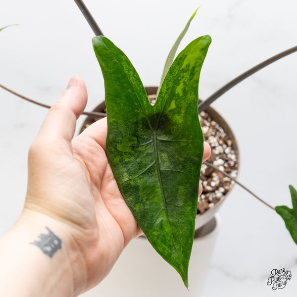Alocasia 'Zebrina' Black Stem Variegated (wk51-UL) *Corming Size*