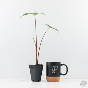 Alocasia 'Zebrina' Black Stem Variegated (wk24-UO)