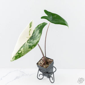 Alocasia 'Zebrina' Black Stem Variegated (wk24-UO)