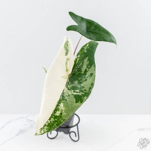 Alocasia 'Zebrina' Black Stem Variegated (wk24-UO)