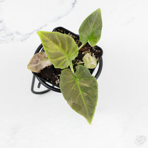 Alocasia 'Antoro Velvet' Pink Variegated (wk9-UX)