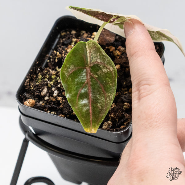 Alocasia 'Azlanii' Pink Variegated (wk49-G)