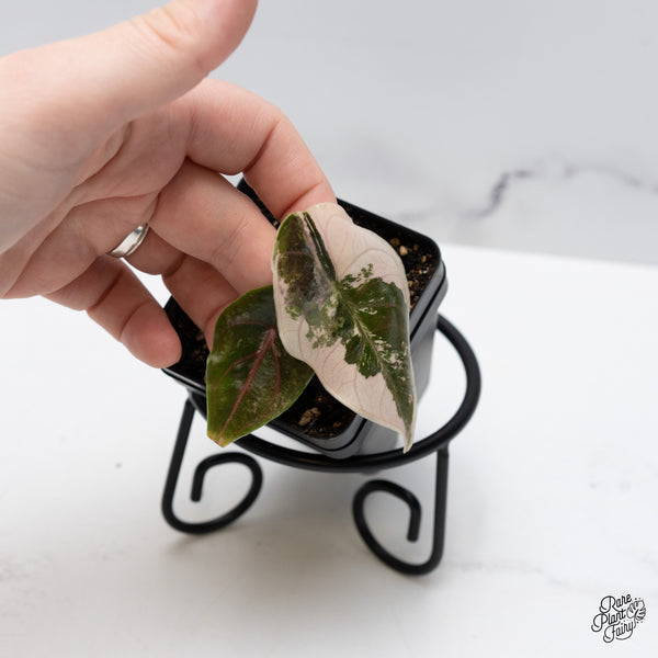 Alocasia 'Azlanii' Pink Variegated (wk49-G)