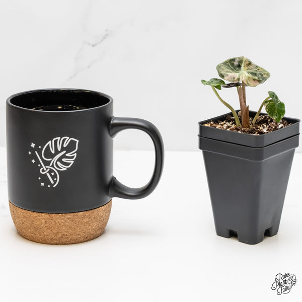 Alocasia 'Balloon Heart' Pink Variegated (wk5-K)