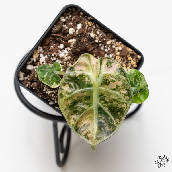 Alocasia 'Balloon Heart' Pink Variegated (wk5-K)