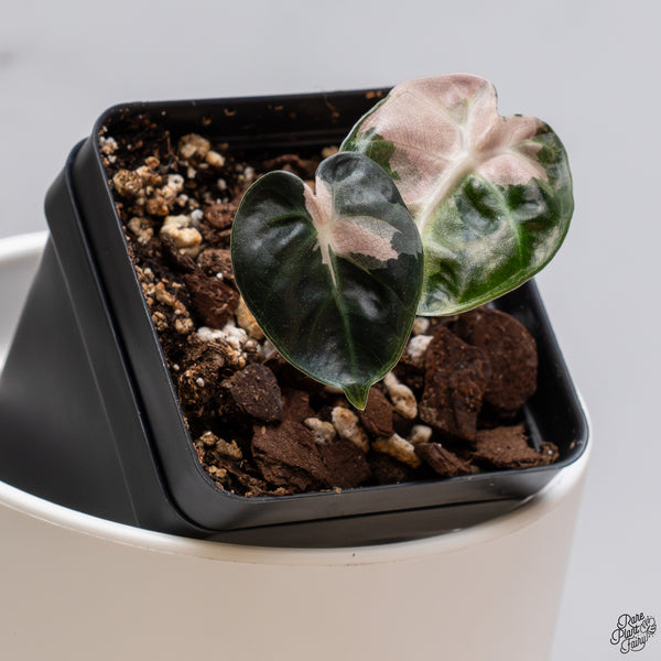 Alocasia 'Balloon Heart' Pink Variegated (wk33-U)