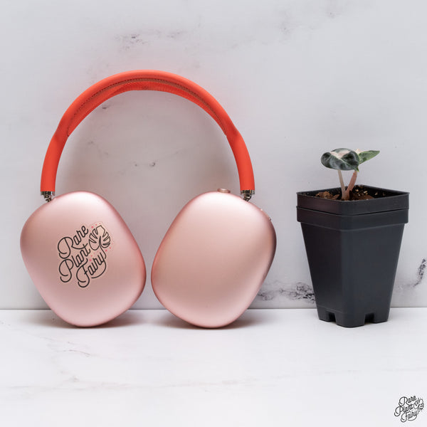 Alocasia 'Balloon Heart' Pink Variegated (wk33-U)