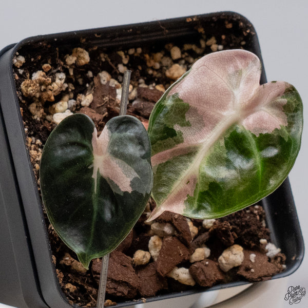 Alocasia 'Balloon Heart' Pink Variegated (wk33-U)
