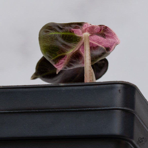 Alocasia 'Balloon Heart' Pink Variegated (wk33-U)