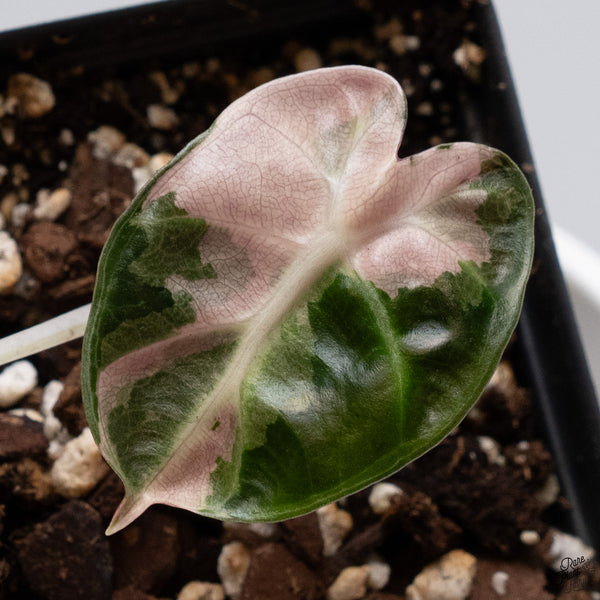 Alocasia 'Balloon Heart' Pink Variegated (wk33-U)