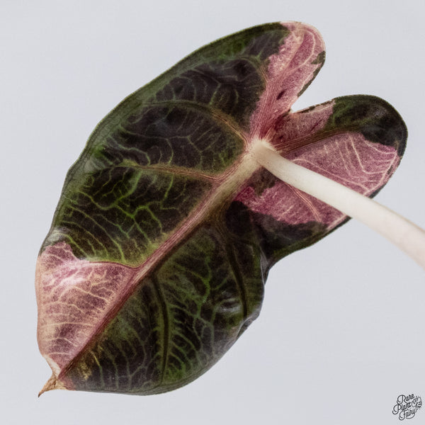 Alocasia 'Balloon Heart' Pink Variegated (wk33-V)