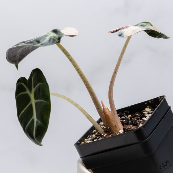 Alocasia 'Balloon Heart' Pink Variegated (wk33-V)