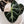 Alocasia 'Balloon Heart' Pink Variegated (wk33-V)