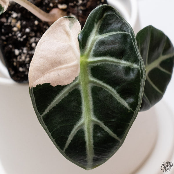 Alocasia 'Balloon Heart' Pink Variegated (wk33-V)