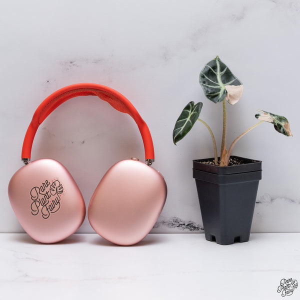 Alocasia 'Balloon Heart' Pink Variegated (wk33-V)