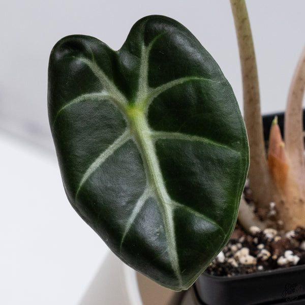 Alocasia 'Balloon Heart' Pink Variegated (wk33-V)
