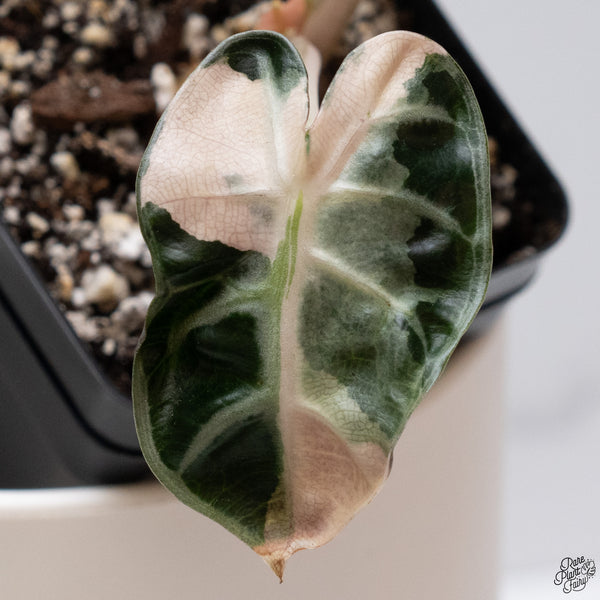 Alocasia 'Balloon Heart' Pink Variegated (wk33-V)