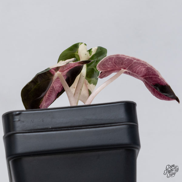 Alocasia 'Balloon Heart' Pink Variegated (wk35-U)