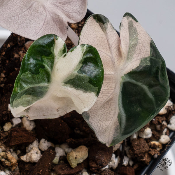 Alocasia 'Balloon Heart' Pink Variegated (wk35-U)