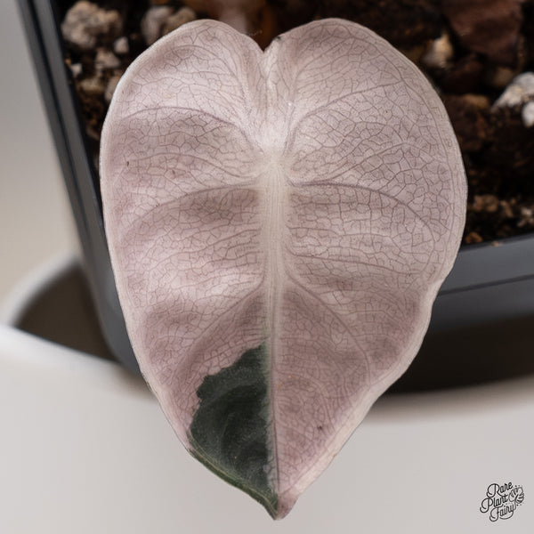 Alocasia 'Balloon Heart' Pink Variegated (wk35-U)