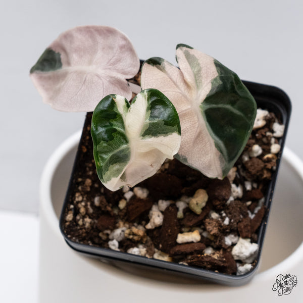 Alocasia 'Balloon Heart' Pink Variegated (wk35-U)