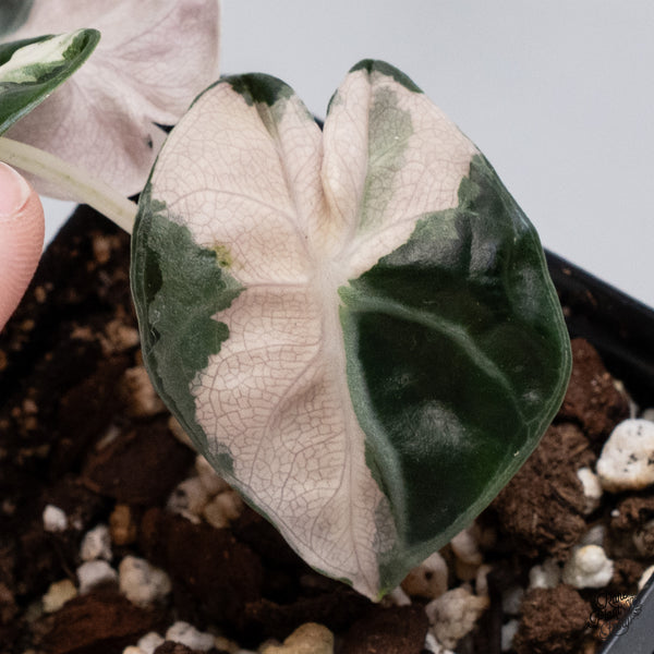 Alocasia 'Balloon Heart' Pink Variegated (wk35-U)