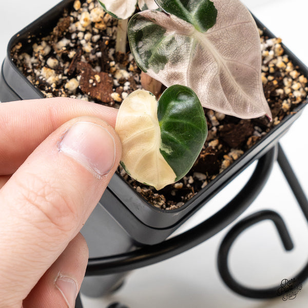 Alocasia 'Balloon Heart' Pink Variegated (wk51-Q)