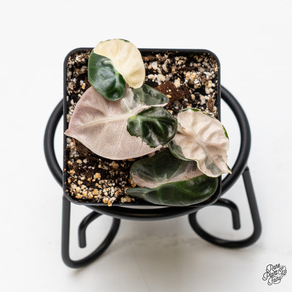 Alocasia 'Balloon Heart' Pink Variegated (wk51-Q)