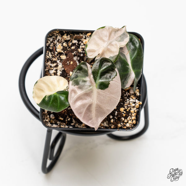 Alocasia 'Balloon Heart' Pink Variegated (wk51-Q)